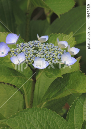 Flower view color early summer garden hydrangea 4947089