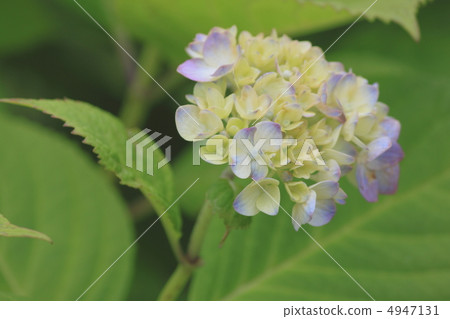 Flower view color early summer garden hydrangea 4947131