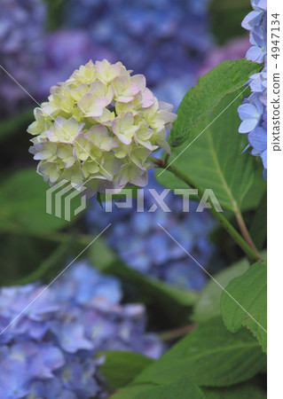 花視圖顏色初夏庭院八仙花屬 4947134