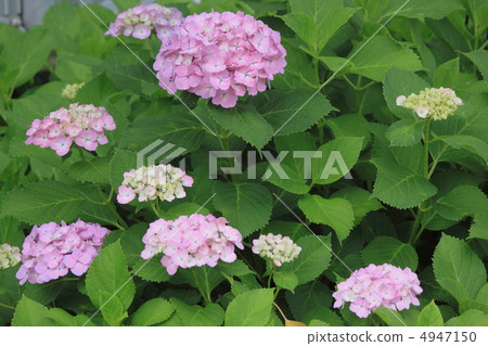 花視圖顏色初夏庭院八仙花屬 4947150