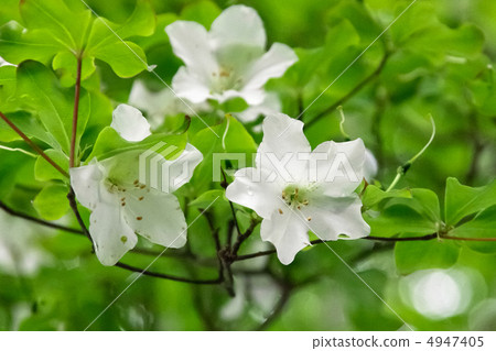 Shiro Yashio 4947405