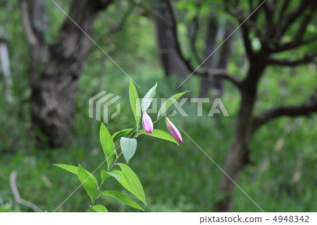 百合芽(芽)(大阪縣川崎市) 百合芽(芽)(大阪縣川崎市) 4948342