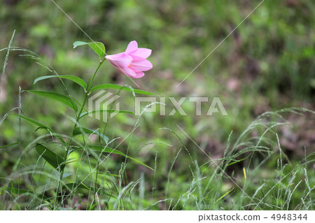 百合森林（一輪）（大阪縣川崎市） 4948344