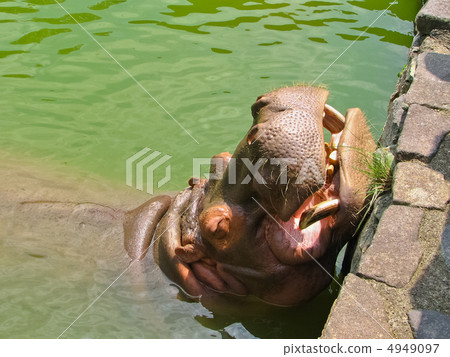 放鬆的河馬 4949097