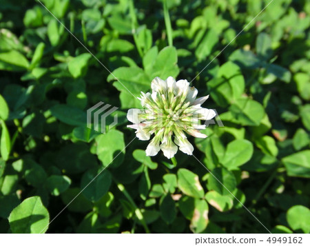 白三葉草 4949162