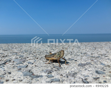 Tunisia nigo strolling along the beach Tunisia nigo strolling along the beach 4949226