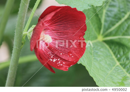 Flower view color early summer garden Aoi 4950002