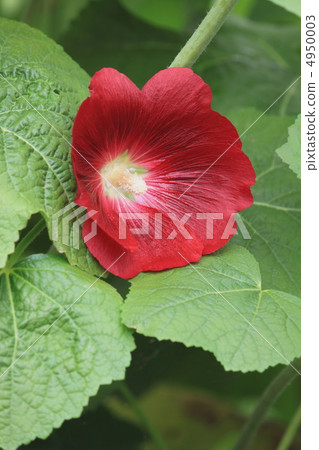 Flower view color early summer garden Aoi 4950003