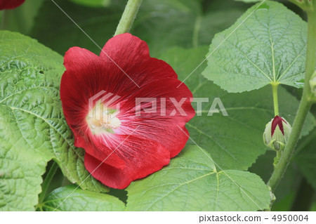 花視圖顏色初夏庭院蒼井空 4950004