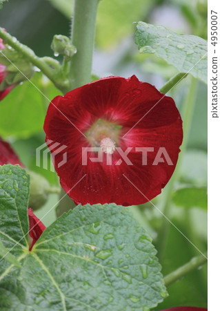 花視圖顏色初夏庭院蒼井空 4950007