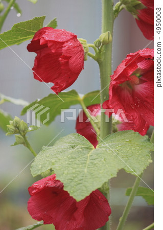 Flower view color early summer garden Aoi Flower view color early summer garden Aoi 4950008