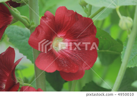 Flower view color early summer garden Aoi 4950010