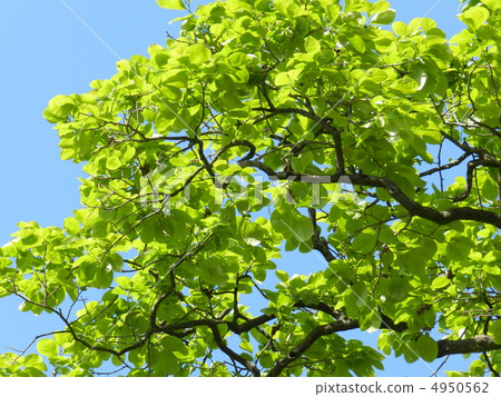 Persimmon tree Persimmon tree 4950562
