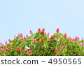 Flower of Toshi 4950565