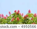Flower of Toshi 4950566