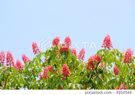 Flower of Toshi Flower of Toshi 4950566