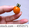 Petit tomatoes  4950571