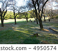 Cherry tree  4950574