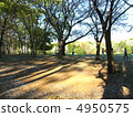 Cherry tree  4950575