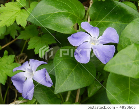 長春花 長春花 4950605