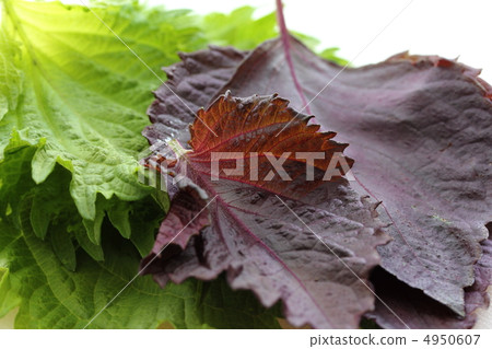 紫蘇離開 4950607