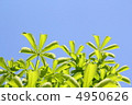Fresh green 4950626
