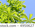 Fresh green 4950627