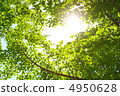 Fresh green ginkgo 4950628