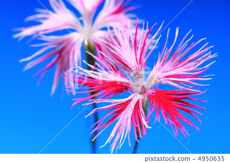 Kawaranadeshiko 4950635