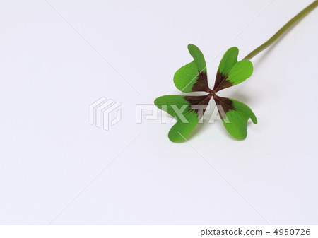 Lucky Clover's Oxalis Leaves 4950726