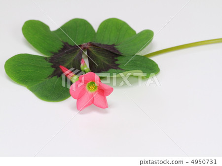 Four leaves and flowers of Oxalis 4950731
