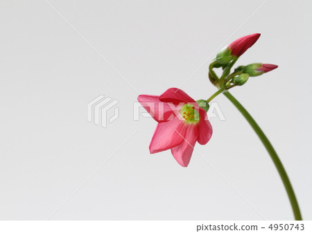 西Katakami花 4950743