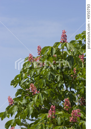 Safflower chestnut Safflower chestnut 4950793