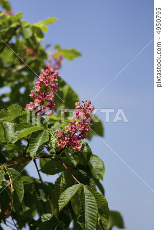 紅花栗子 4950795