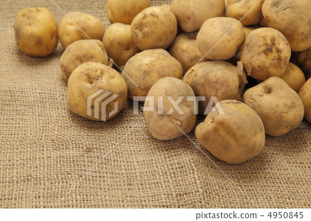 土豆 4950845
