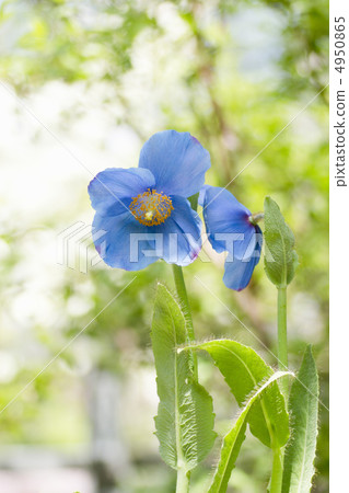 喜馬拉雅山的罌粟 4950865