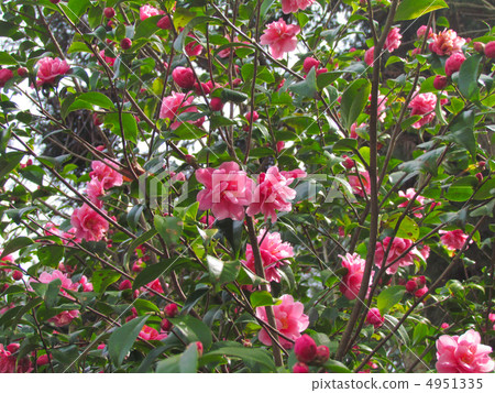 Camellia 4951335