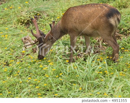 Keramagica在雨季 4951355