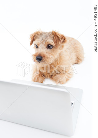 Laptop and dog Laptop and dog 4951493