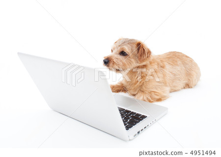 Laptop and dog Laptop and dog 4951494