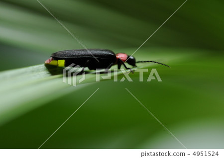 源氏螢火蟲 4951524