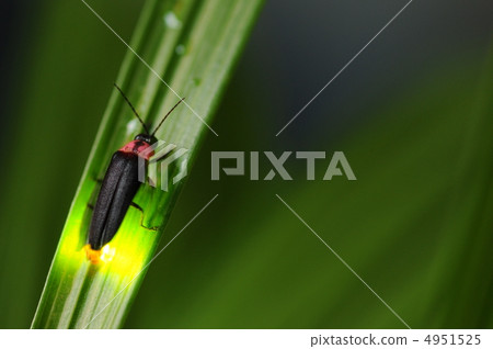 源氏螢火蟲 4951525