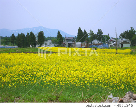 Flower garden Flower garden 4951546