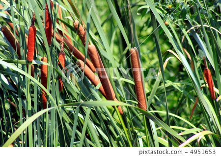 Autumn's mushrooms 4951653