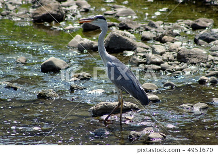 Summer river birds Summer river birds 4951670