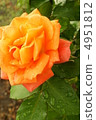 Beautiful Rose 4951812
