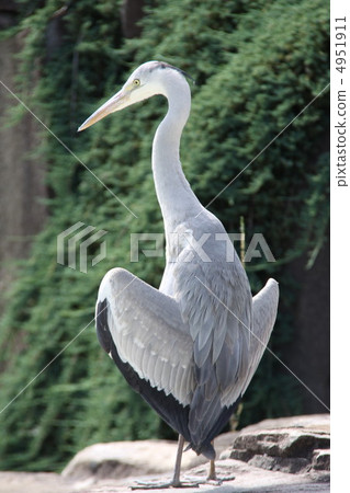 Gray heron Gray heron 4951911