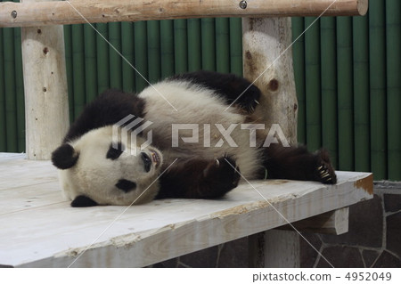 貓熊 4952049