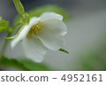 花 4952161