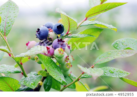 Blueberry 02 4952955